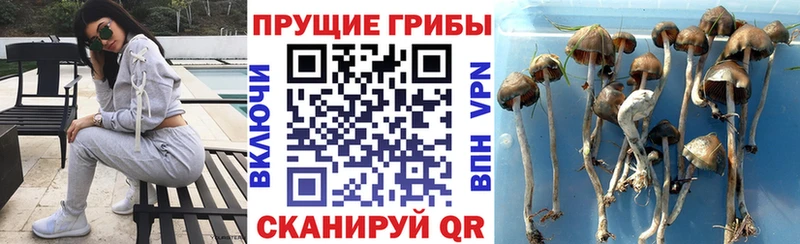 Псилоцибиновые грибы мицелий  Купить  Заволжск 